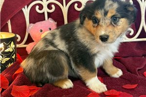 Nora - Miniature Australian Shepherd for sale