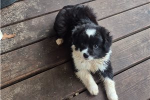 Oscar - Miniature Australian Shepherd for sale