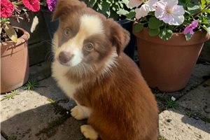 Amelia - Miniature Australian Shepherd for sale