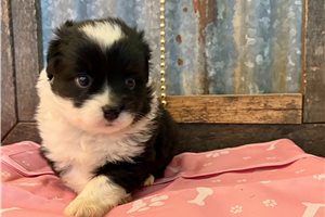 Oscar - Miniature Australian Shepherd for sale