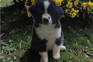 Monty - Miniature Australian Shepherd for sale