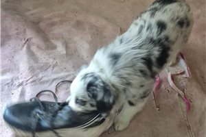 Olive - Miniature Australian Shepherd for sale