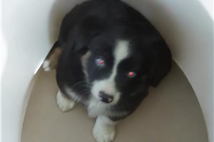 Preston - Miniature Australian Shepherd for sale