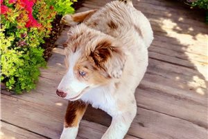 Butterscotch - Miniature Australian Shepherd for sale