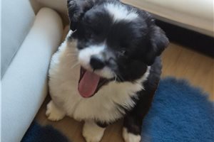 Oscar - Miniature Australian Shepherd for sale
