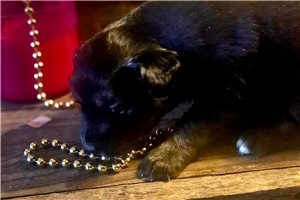 Nadine - Miniature Australian Shepherd for sale