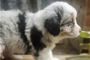 Nova - Miniature Australian Shepherd for sale