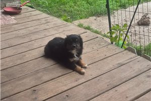 Holly - Miniature Australian Shepherd for sale