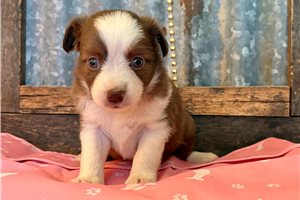 Amelia - Miniature Australian Shepherd for sale