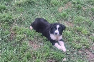 Monty - Miniature Australian Shepherd for sale