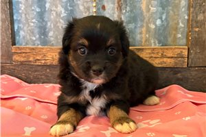 Holly - Miniature Australian Shepherd for sale
