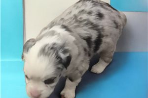 Olive - Miniature Australian Shepherd for sale