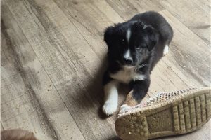 Knox - Miniature Australian Shepherd for sale