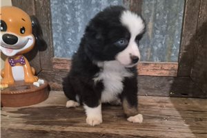 Melanie - puppy for sale