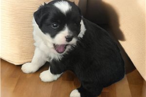 Oscar - puppy for sale