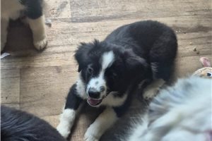 Monty - Miniature Australian Shepherd for sale