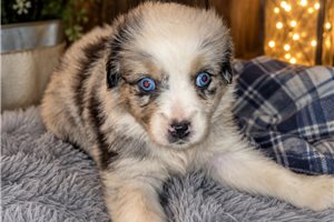 Nova - puppy for sale