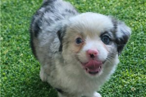 Olive - Miniature Australian Shepherd for sale