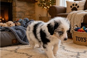 Nova - Miniature Australian Shepherd for sale