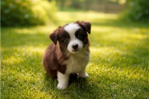 Amelia - Miniature Australian Shepherd for sale