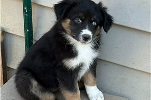 Natalie - Miniature Australian Shepherd for sale