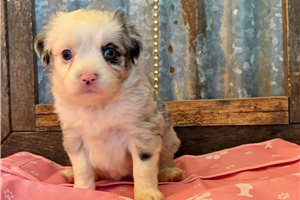 Olive - Miniature Australian Shepherd for sale