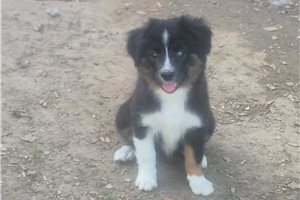 Knox - Miniature Australian Shepherd for sale