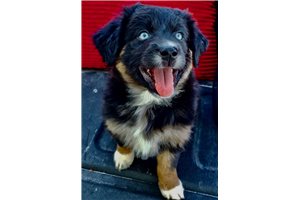 Zora - Miniature Australian Shepherd for sale