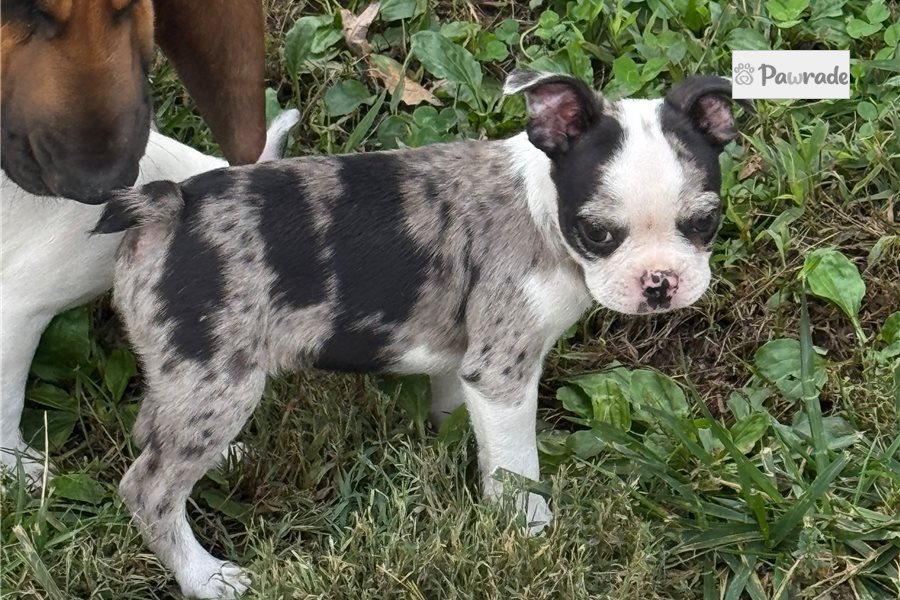 Sylas - Boston Terrier for sale
