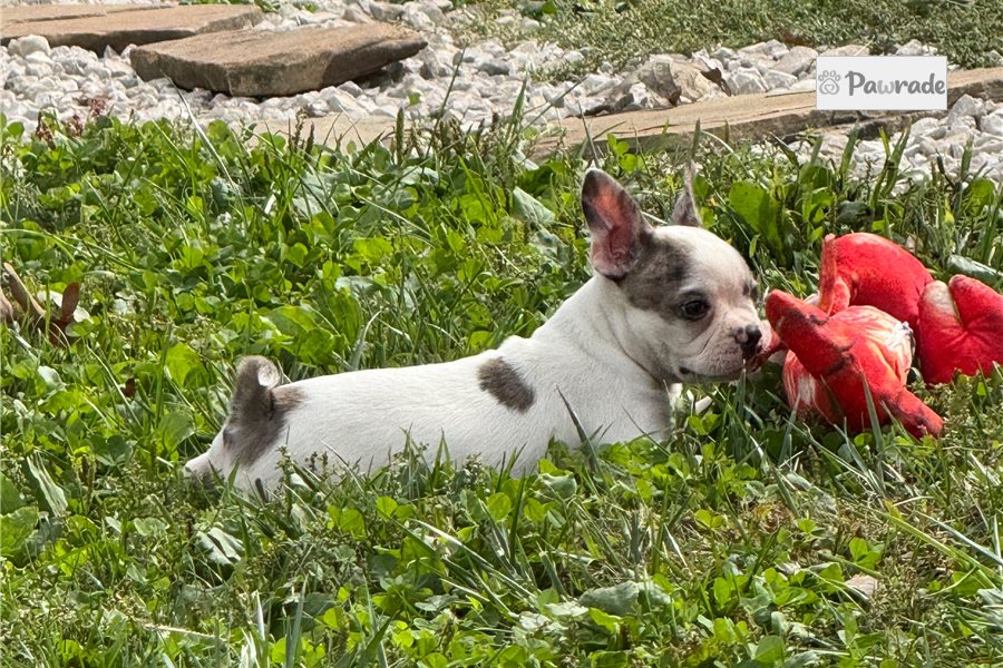 Star - Boston Terrier for sale