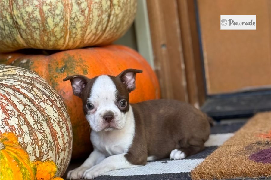 Selena - Boston Terrier for sale
