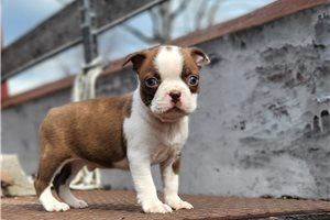 Ford - Boston Terrier for sale
