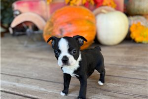 Sarah - puppy for sale