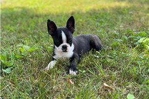 Ella - Boston Terrier for sale