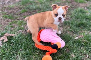 Kingston - Boston Terrier for sale