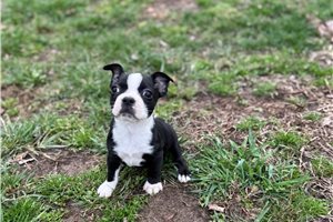 Khloe - Boston Terrier for sale