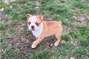 Kingston - puppy for sale