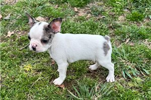 Kaylee - puppy for sale