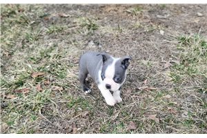 Teagan - Boston Terrier for sale
