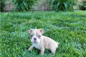 Monroe - Boston Terrier for sale