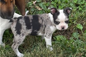 Sylas - Boston Terrier for sale