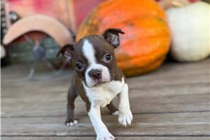 Sydney - puppy for sale
