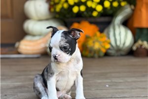 Sylas - puppy for sale