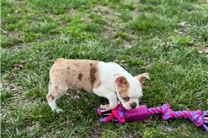 Stanley - Boston Terrier for sale