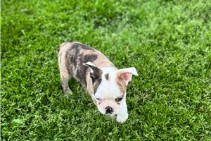 Delilah - Boston Terrier for sale