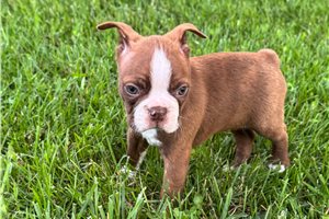 Papa - Boston Terrier for sale