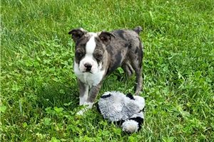 Ned - Boston Terrier for sale