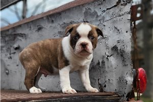 Forest - Boston Terrier for sale