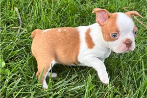 Patty - puppy for sale