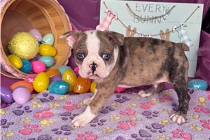 Daniel - Boston Terrier for sale